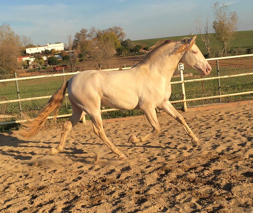 Caballo en Venta